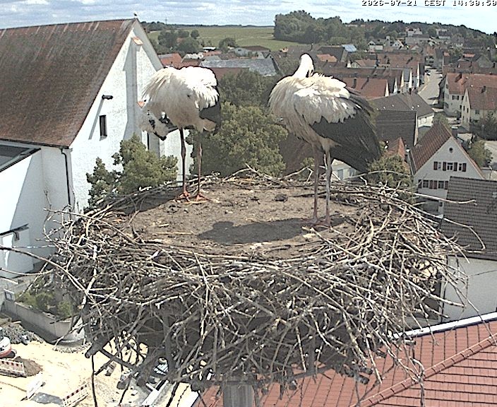 Archiv Foto Webcam Storchencam auf dem Rathaus Jettingen-Scheppach