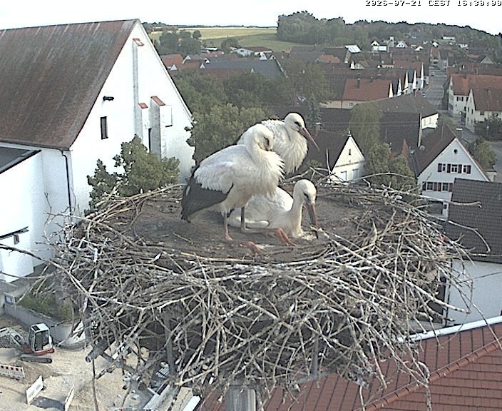 Archiv Foto Webcam Storchencam auf dem Rathaus Jettingen-Scheppach