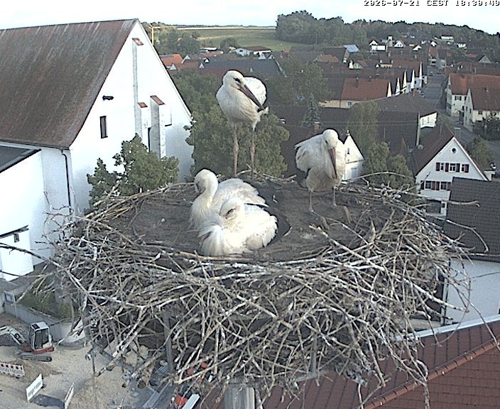 Archiv Foto Webcam Storchencam auf dem Rathaus Jettingen-Scheppach