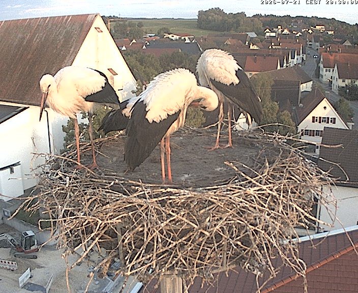 Archiv Foto Webcam Storchencam auf dem Rathaus Jettingen-Scheppach