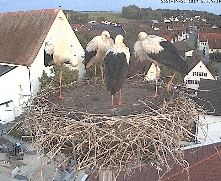 Archiv Foto Webcam Storchencam auf dem Rathaus Jettingen-Scheppach