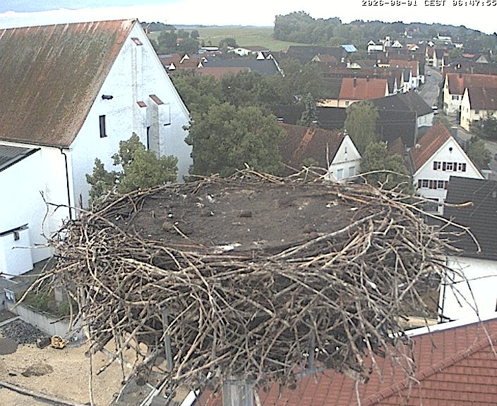 Archiv Foto Webcam Storchencam auf dem Rathaus Jettingen-Scheppach