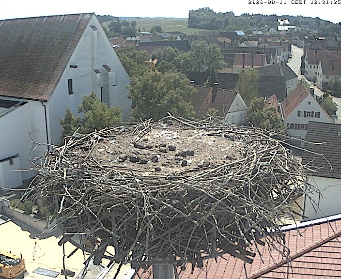 Archiv Foto Webcam Storchencam auf dem Rathaus Jettingen-Scheppach