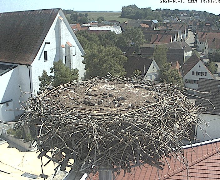 Archiv Foto Webcam Storchencam auf dem Rathaus Jettingen-Scheppach