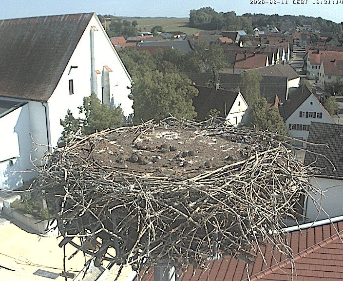 Archiv Foto Webcam Storchencam auf dem Rathaus Jettingen-Scheppach