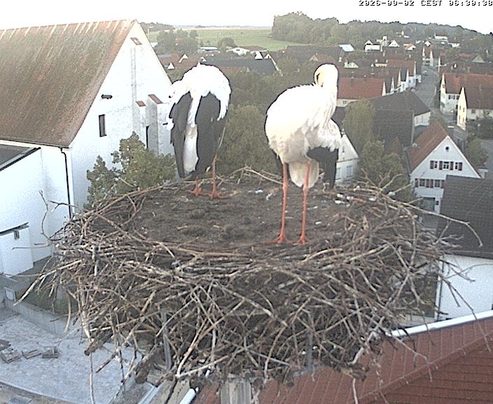 Archiv Foto Webcam Storchencam auf dem Rathaus Jettingen-Scheppach