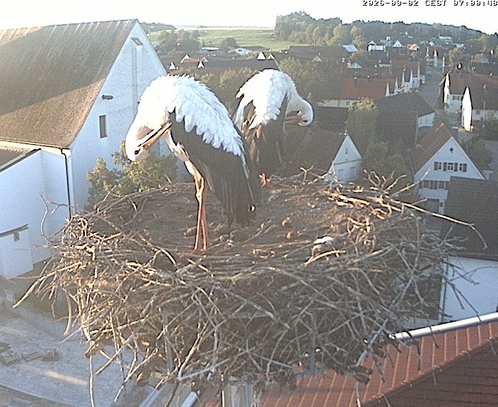 Archiv Foto Webcam Storchencam auf dem Rathaus Jettingen-Scheppach