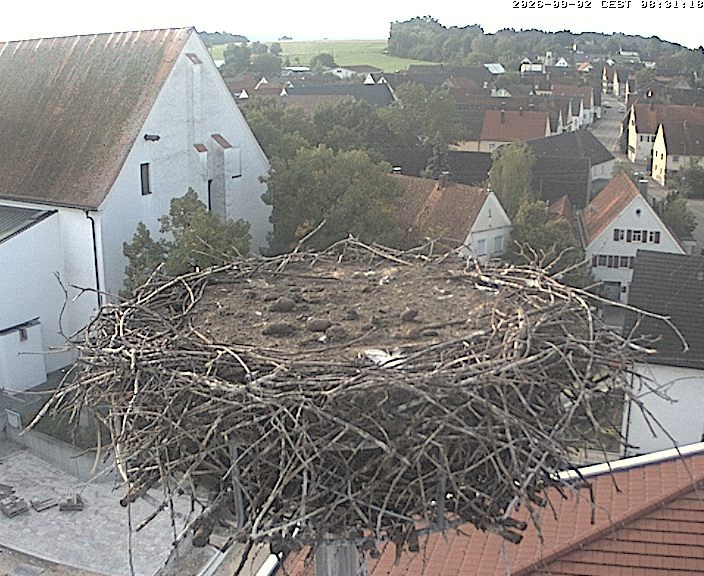 Archiv Foto Webcam Storchencam auf dem Rathaus Jettingen-Scheppach