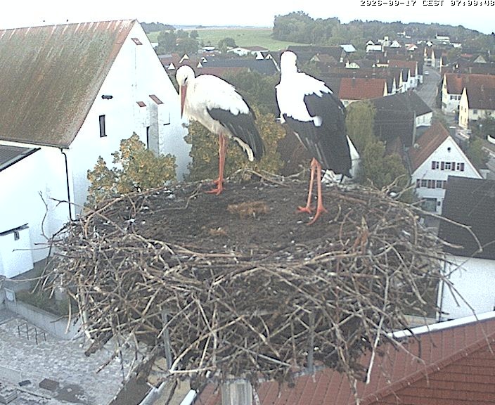 Archiv Foto Webcam Storchencam auf dem Rathaus Jettingen-Scheppach