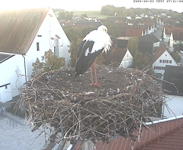 Archiv Foto Webcam Storchencam auf dem Rathaus Jettingen-Scheppach