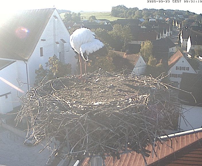 Archiv Foto Webcam Storchencam auf dem Rathaus Jettingen-Scheppach