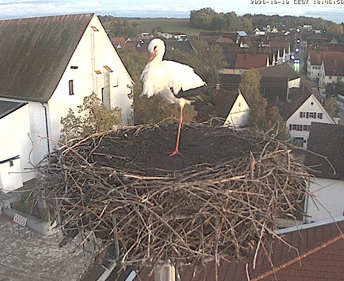 Archived image Webcam Stork Nest on top of the Town Hall of Jettingen-Scheppach