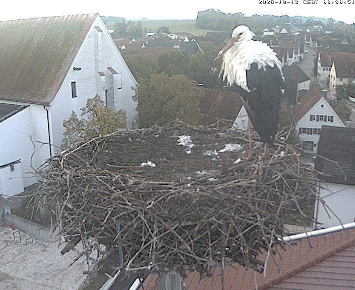 Archiv Foto Webcam Storchencam auf dem Rathaus Jettingen-Scheppach