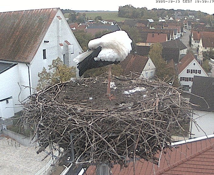 Archiv Foto Webcam Storchencam auf dem Rathaus Jettingen-Scheppach