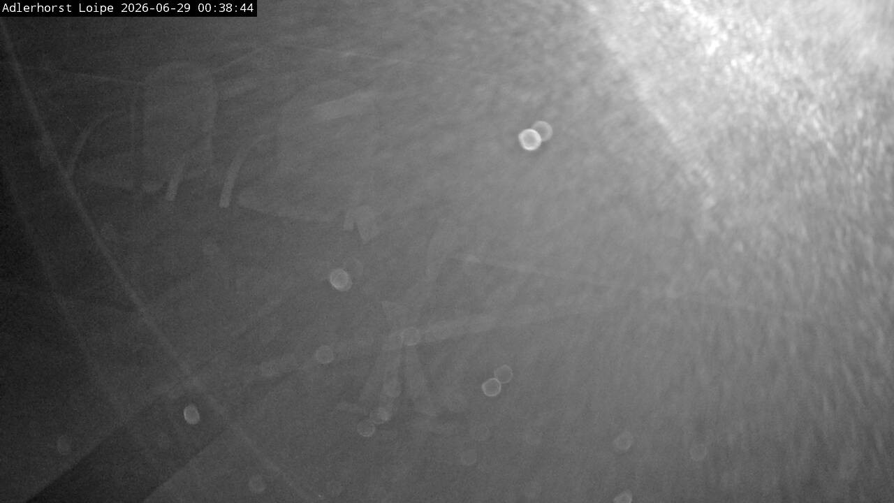 Archiv Foto Webcam Willingen: Adlerhorst Loipe