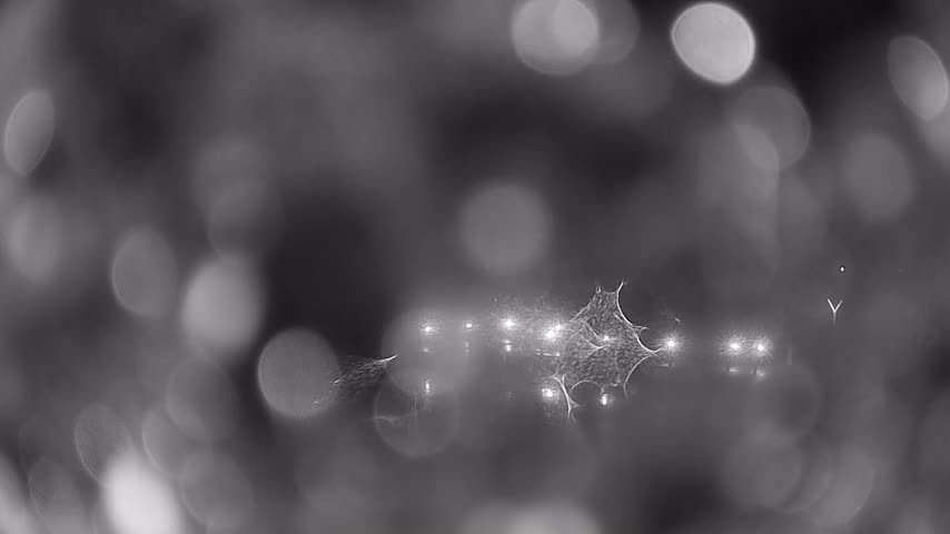 Archiv Foto Webcam Waren: Seeufer am Müritzpalais