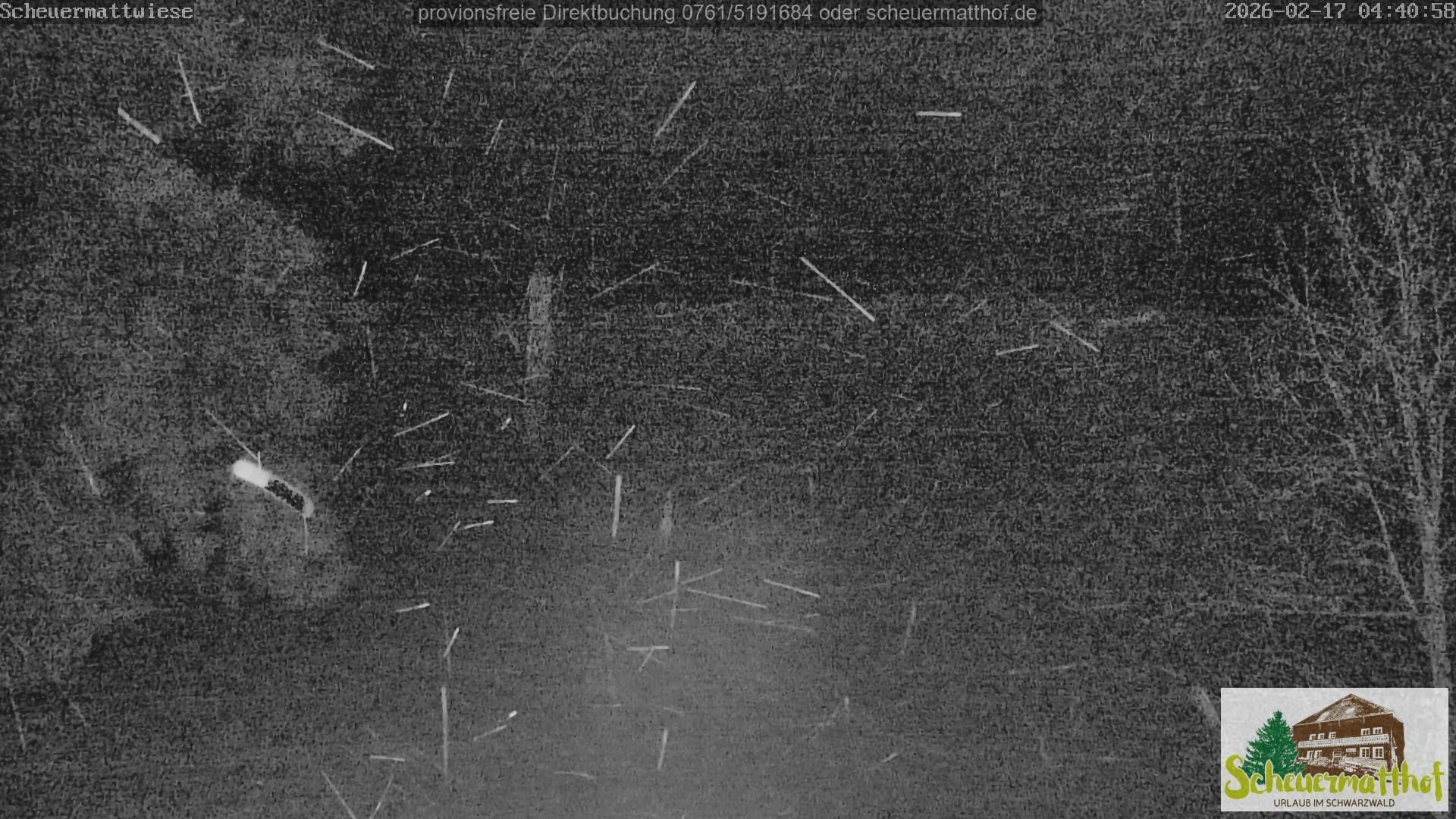 Archiv Foto Webcam Todtnauberg - Scheuermattwiese