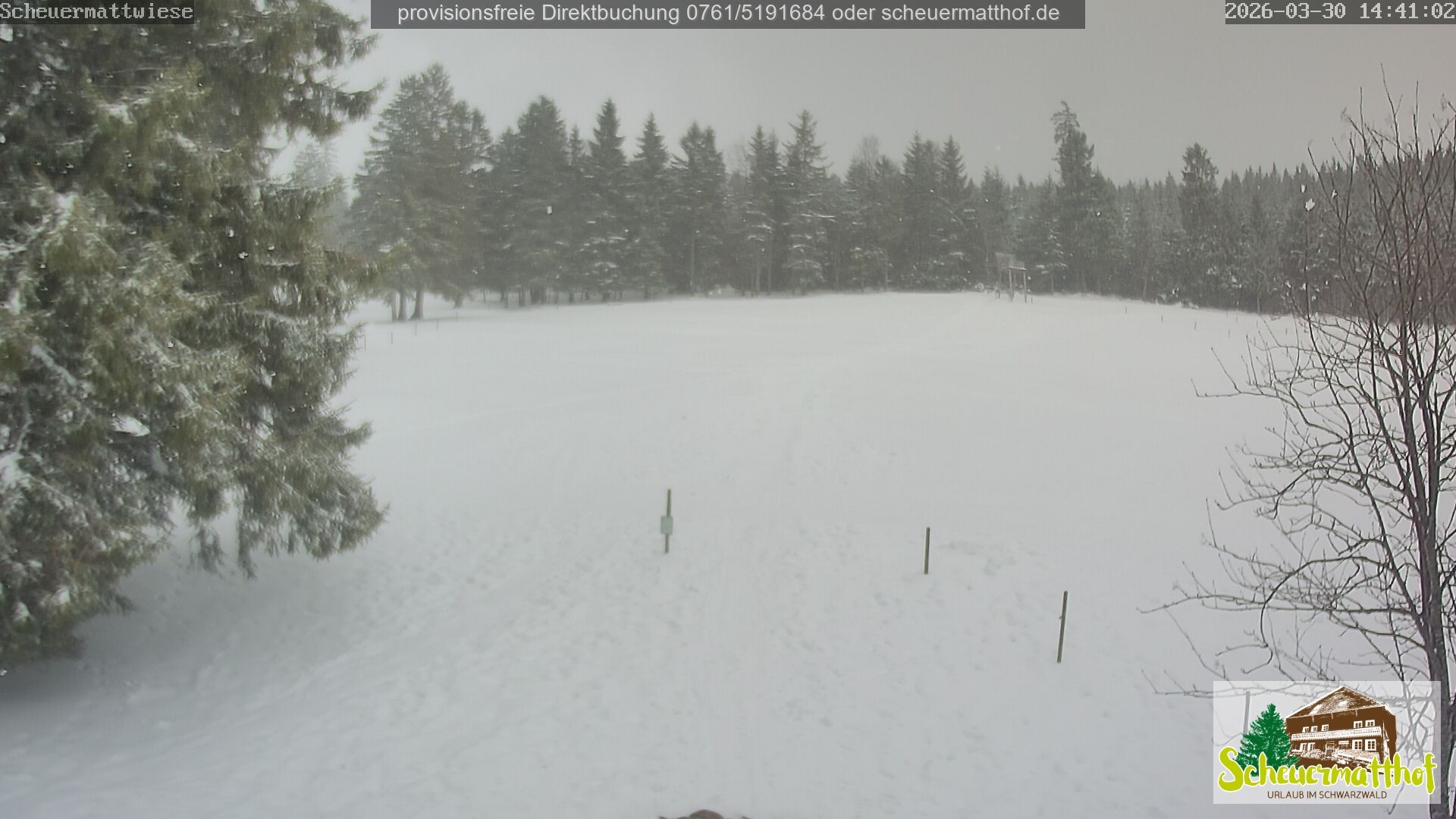 Archiv Foto Webcam Todtnauberg - Scheuermattwiese