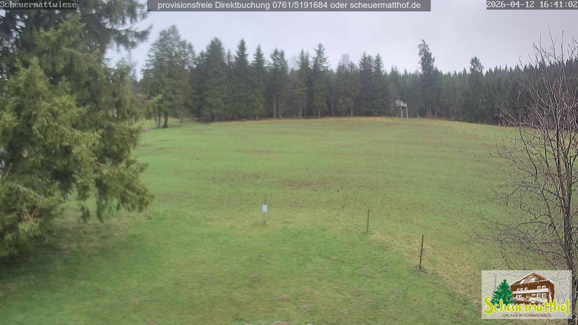 Archiv Foto Webcam Todtnauberg - Scheuermattwiese