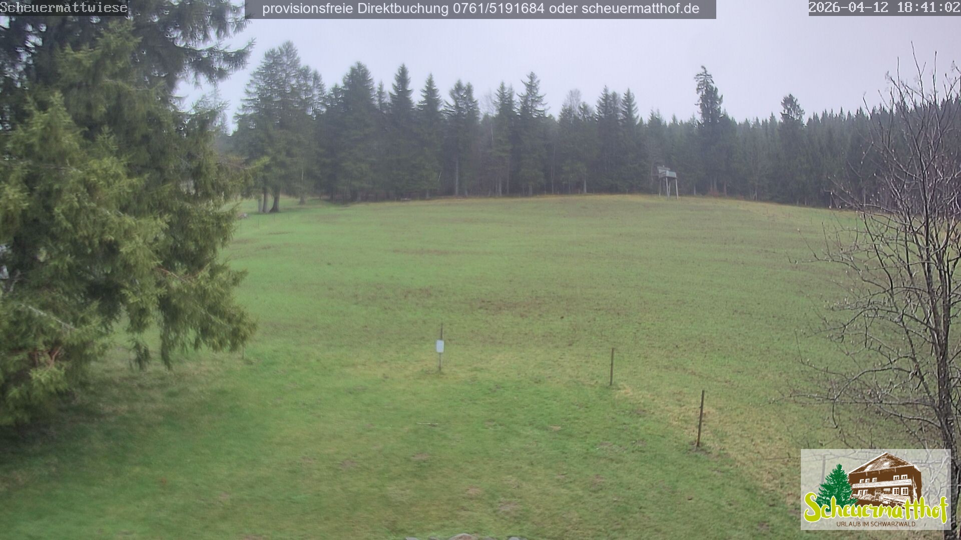 Archiv Foto Webcam Todtnauberg - Scheuermattwiese