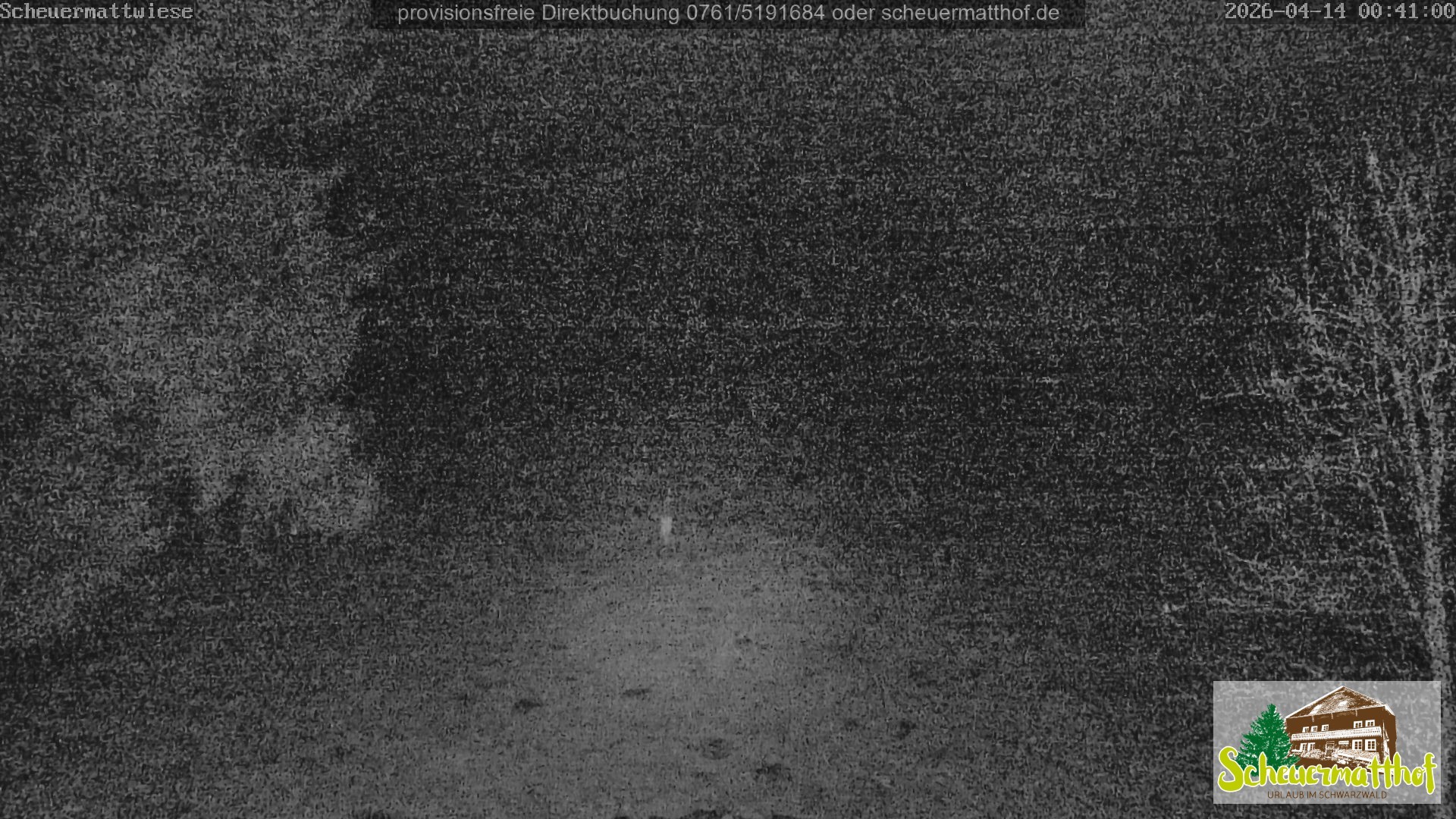 Archiv Foto Webcam Todtnauberg - Scheuermattwiese