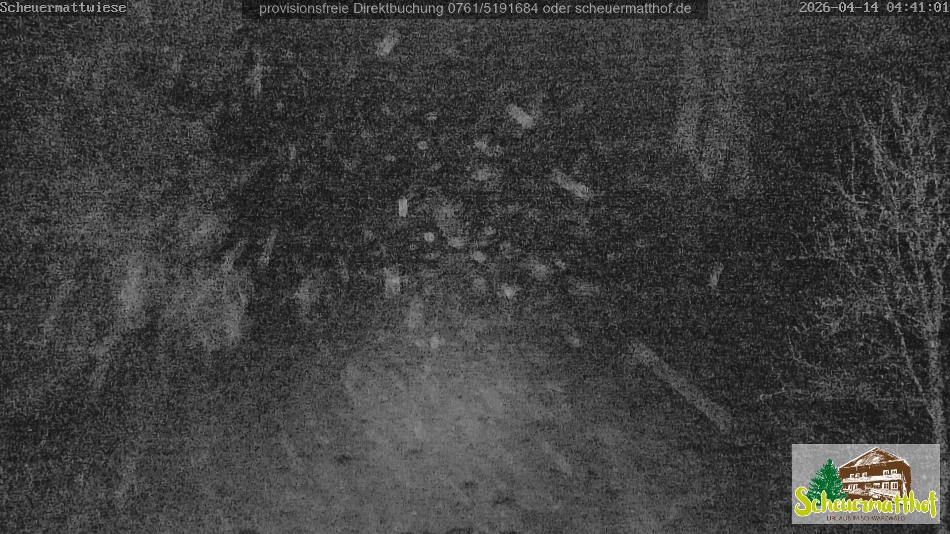 Archiv Foto Webcam Todtnauberg - Scheuermattwiese