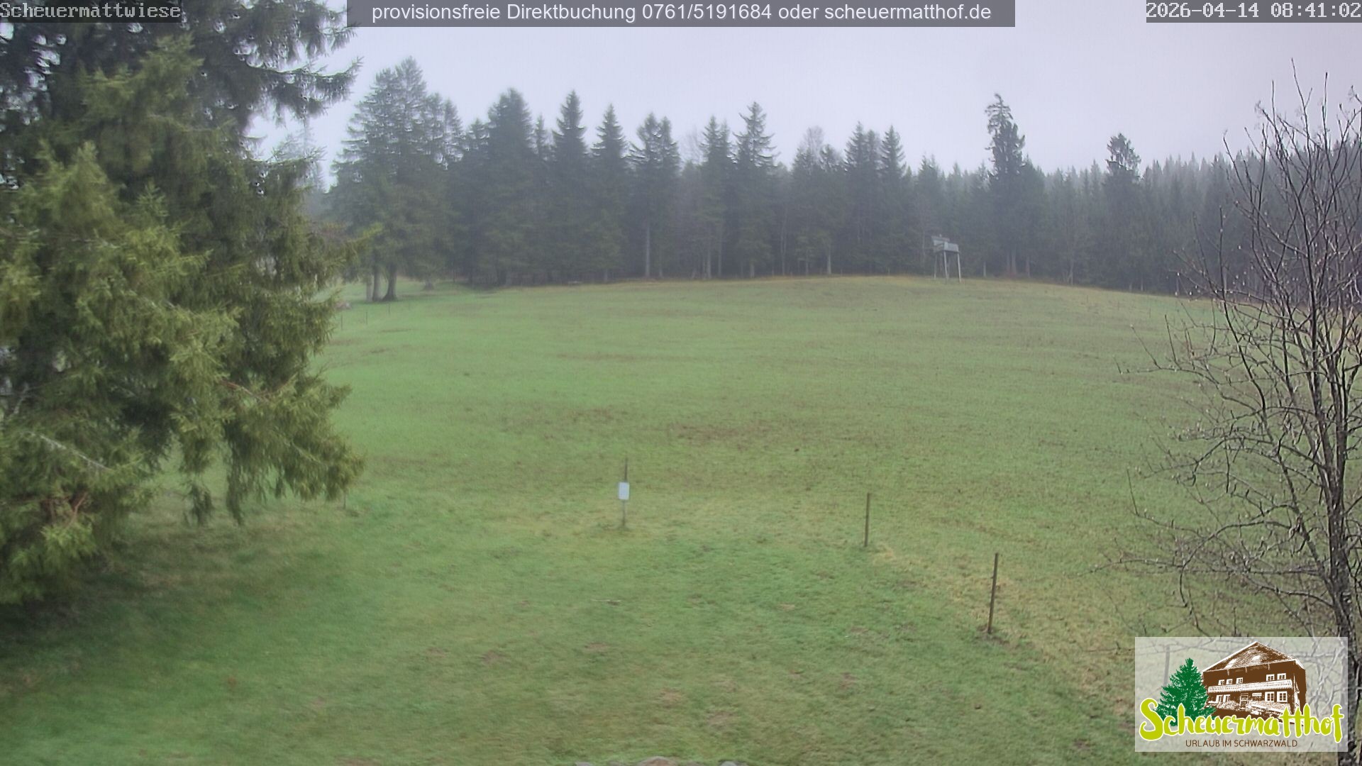 Archiv Foto Webcam Todtnauberg - Scheuermattwiese