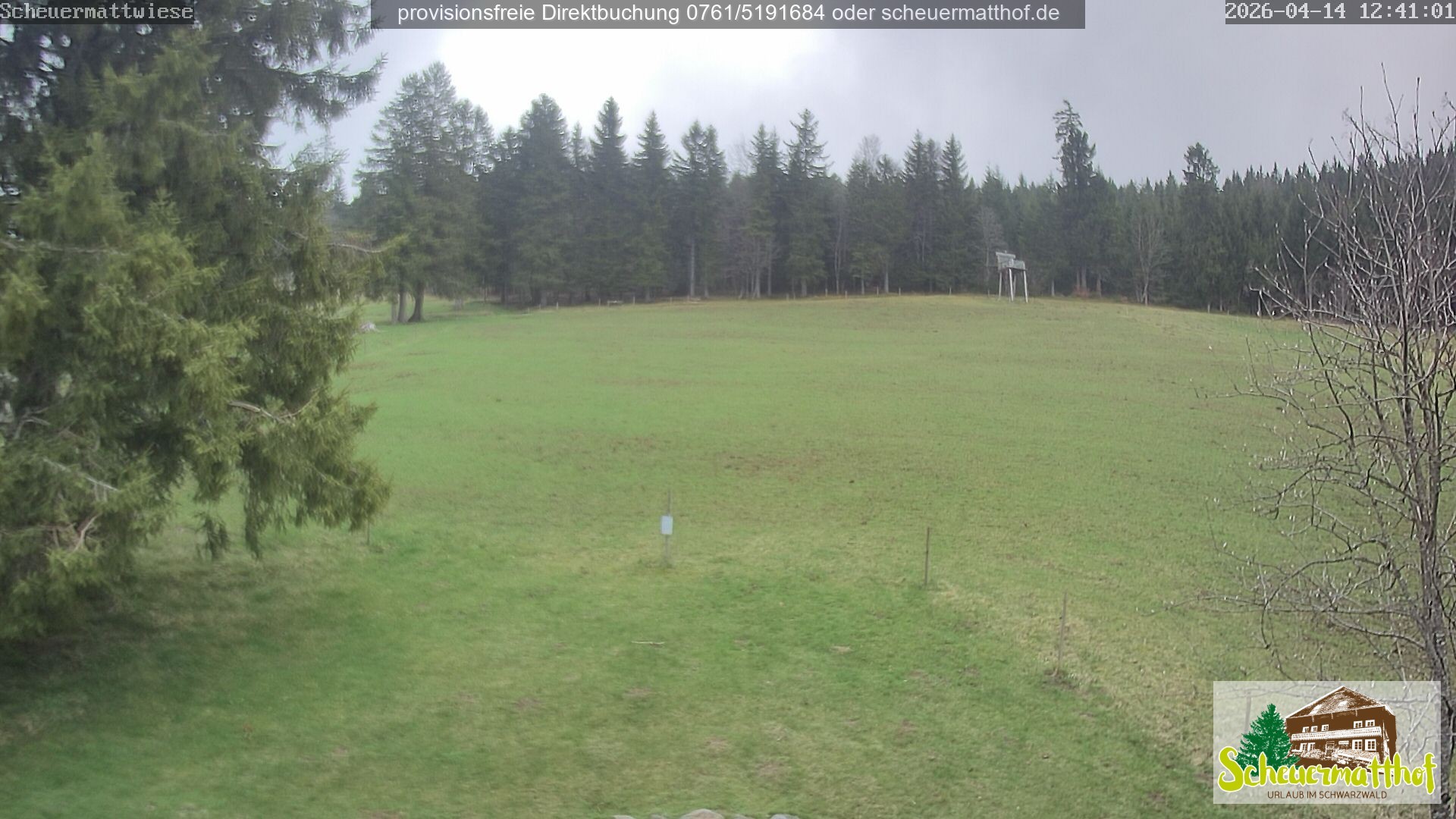 Archiv Foto Webcam Todtnauberg - Scheuermattwiese