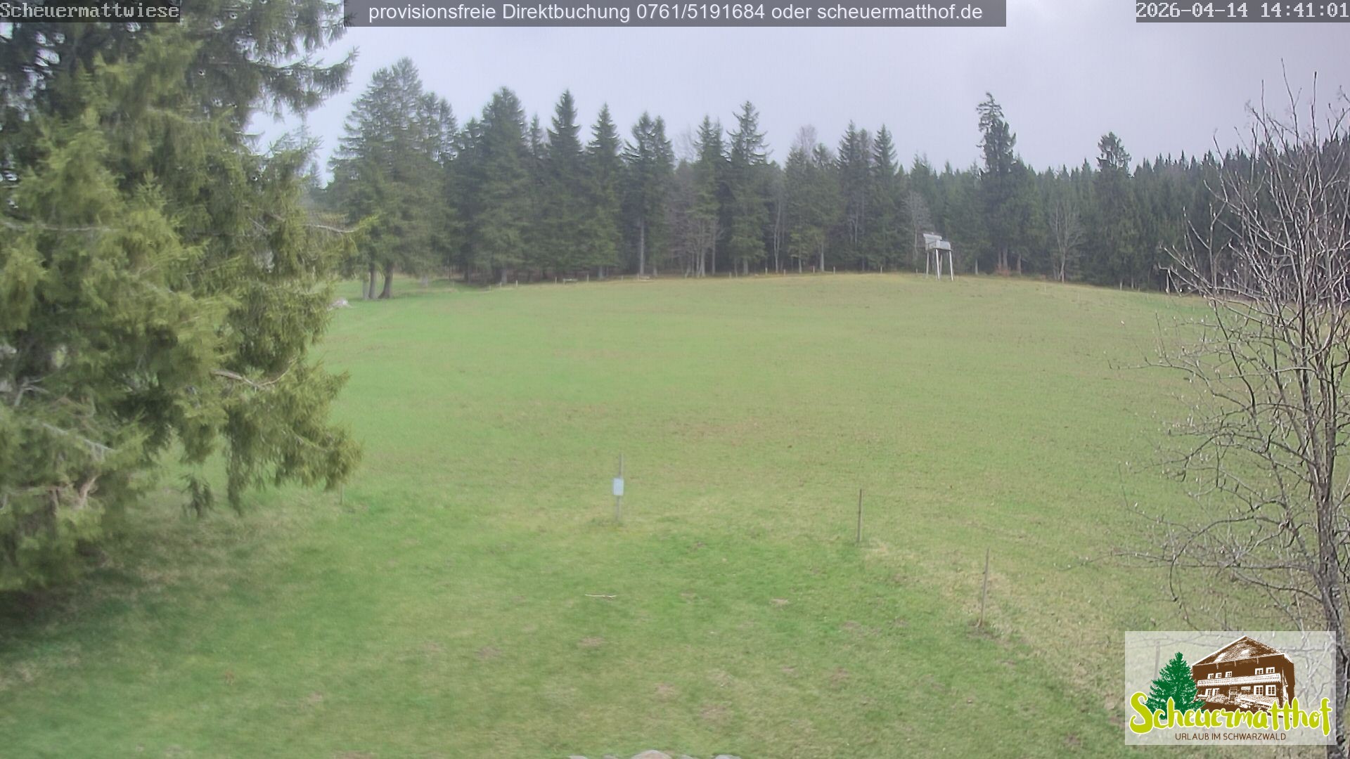 Archiv Foto Webcam Todtnauberg - Scheuermattwiese