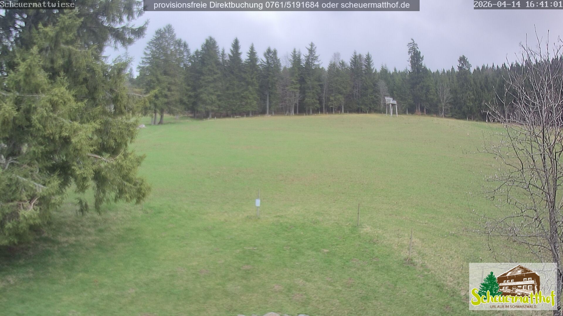 Archiv Foto Webcam Todtnauberg - Scheuermattwiese