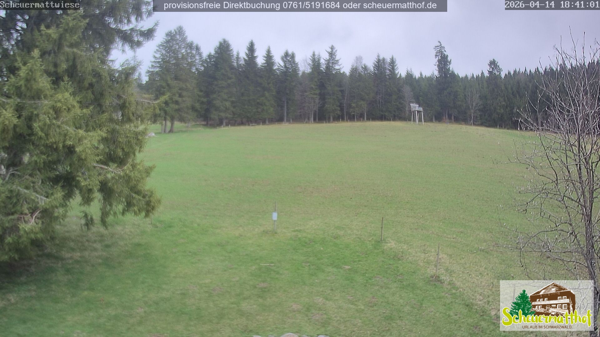 Archiv Foto Webcam Todtnauberg - Scheuermattwiese