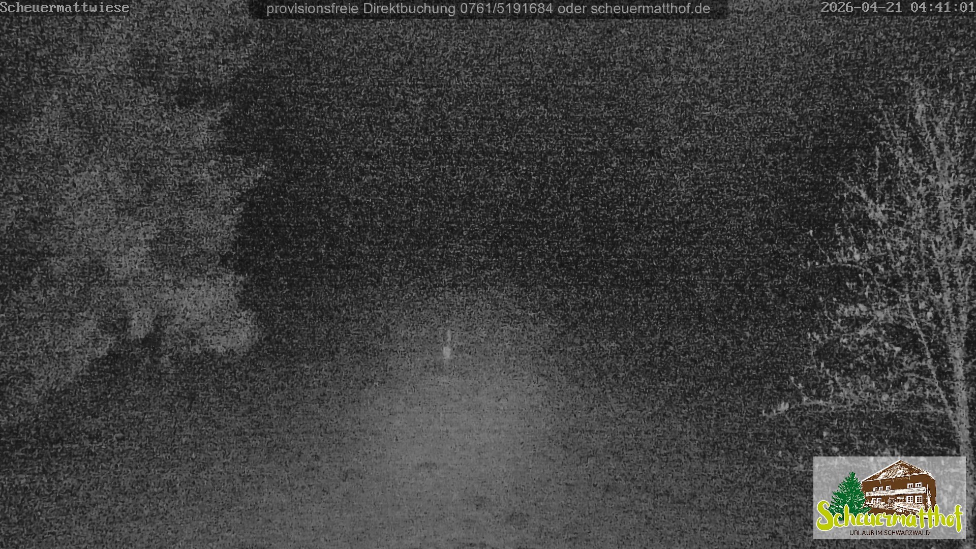 Archiv Foto Webcam Todtnauberg - Scheuermattwiese