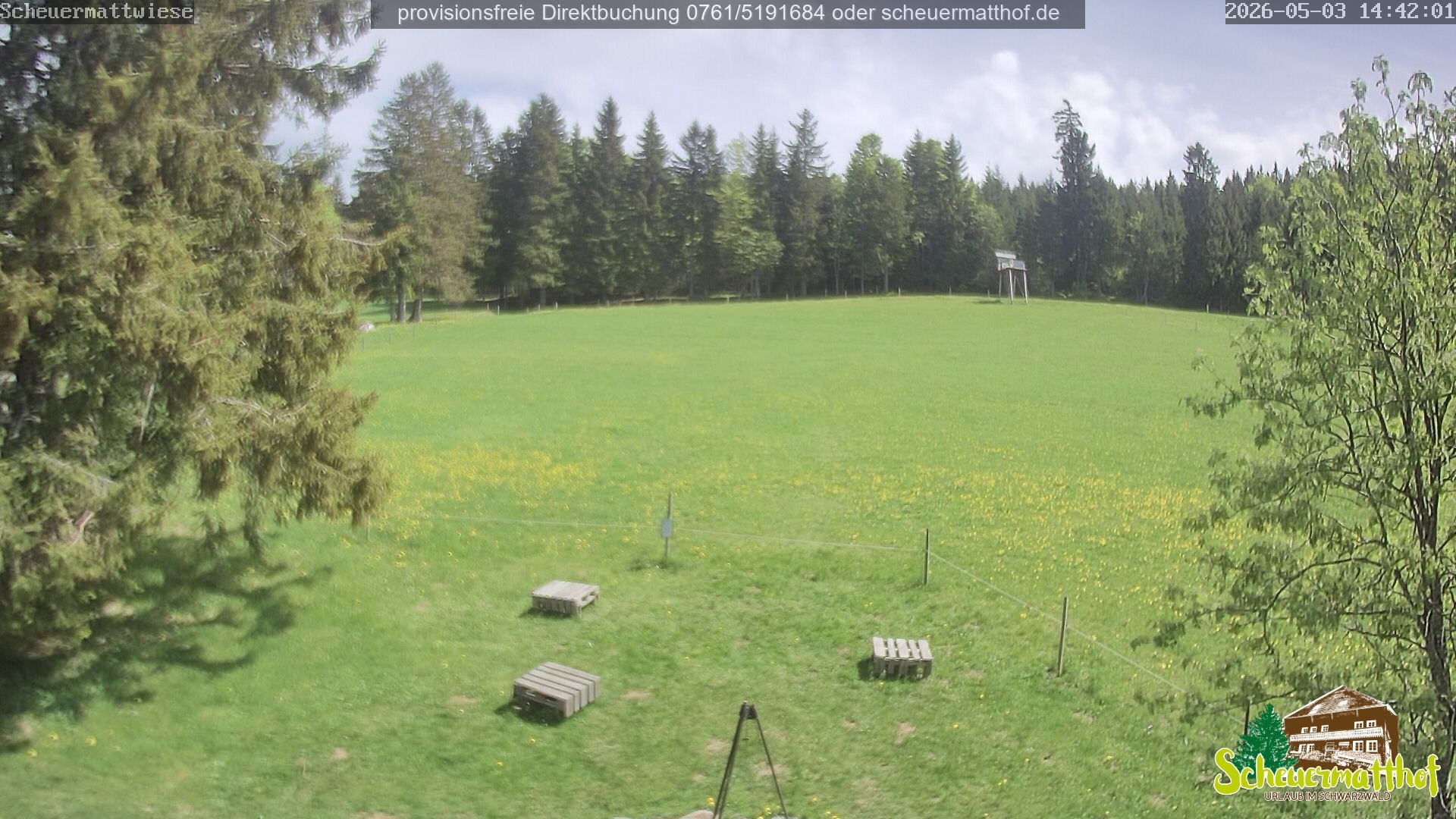 Archiv Foto Webcam Todtnauberg - Scheuermattwiese