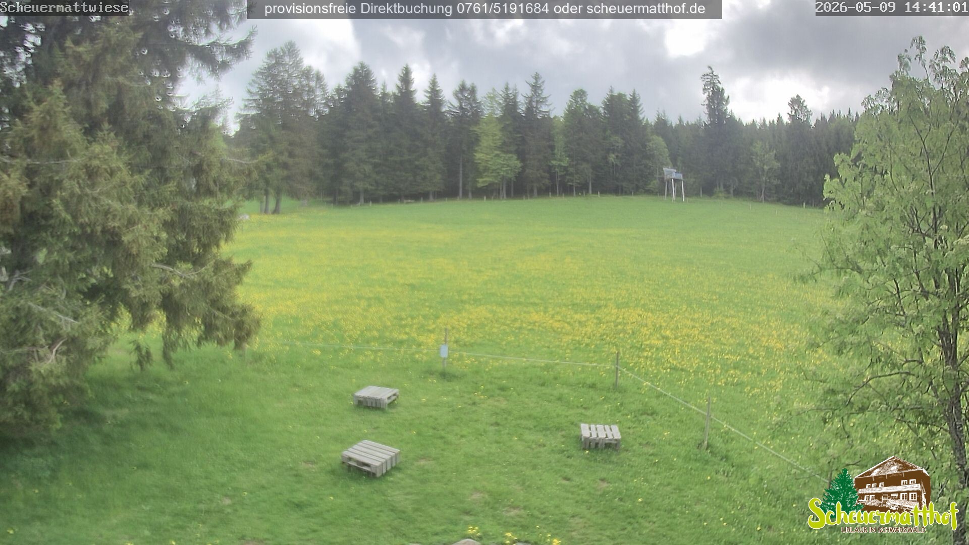 Archiv Foto Webcam Todtnauberg - Scheuermattwiese