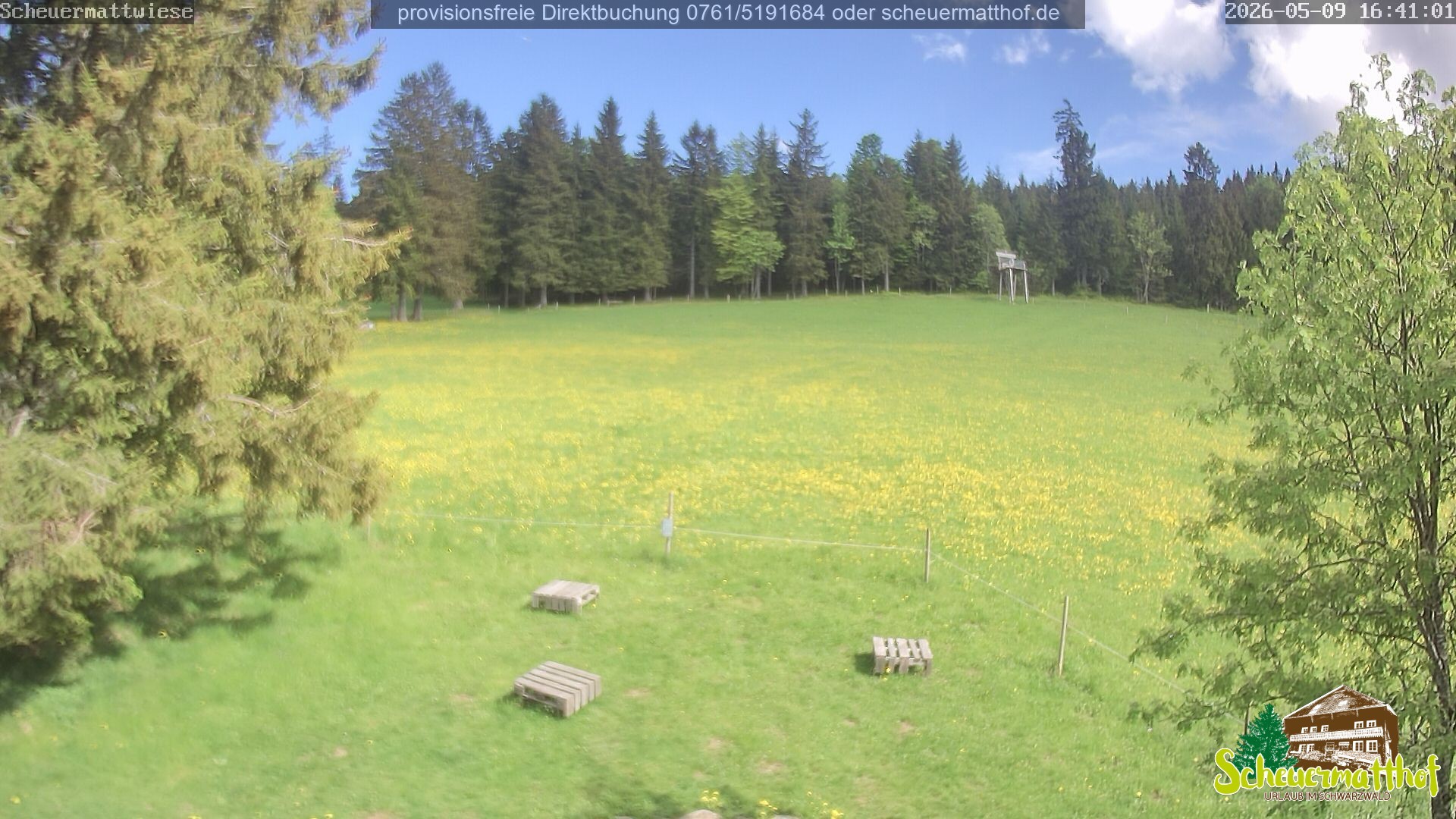 Archiv Foto Webcam Todtnauberg - Scheuermattwiese