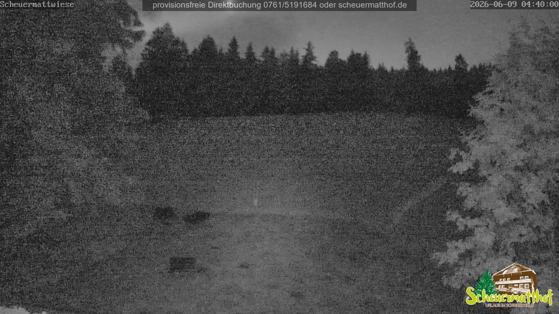 Archiv Foto Webcam Todtnauberg - Scheuermattwiese