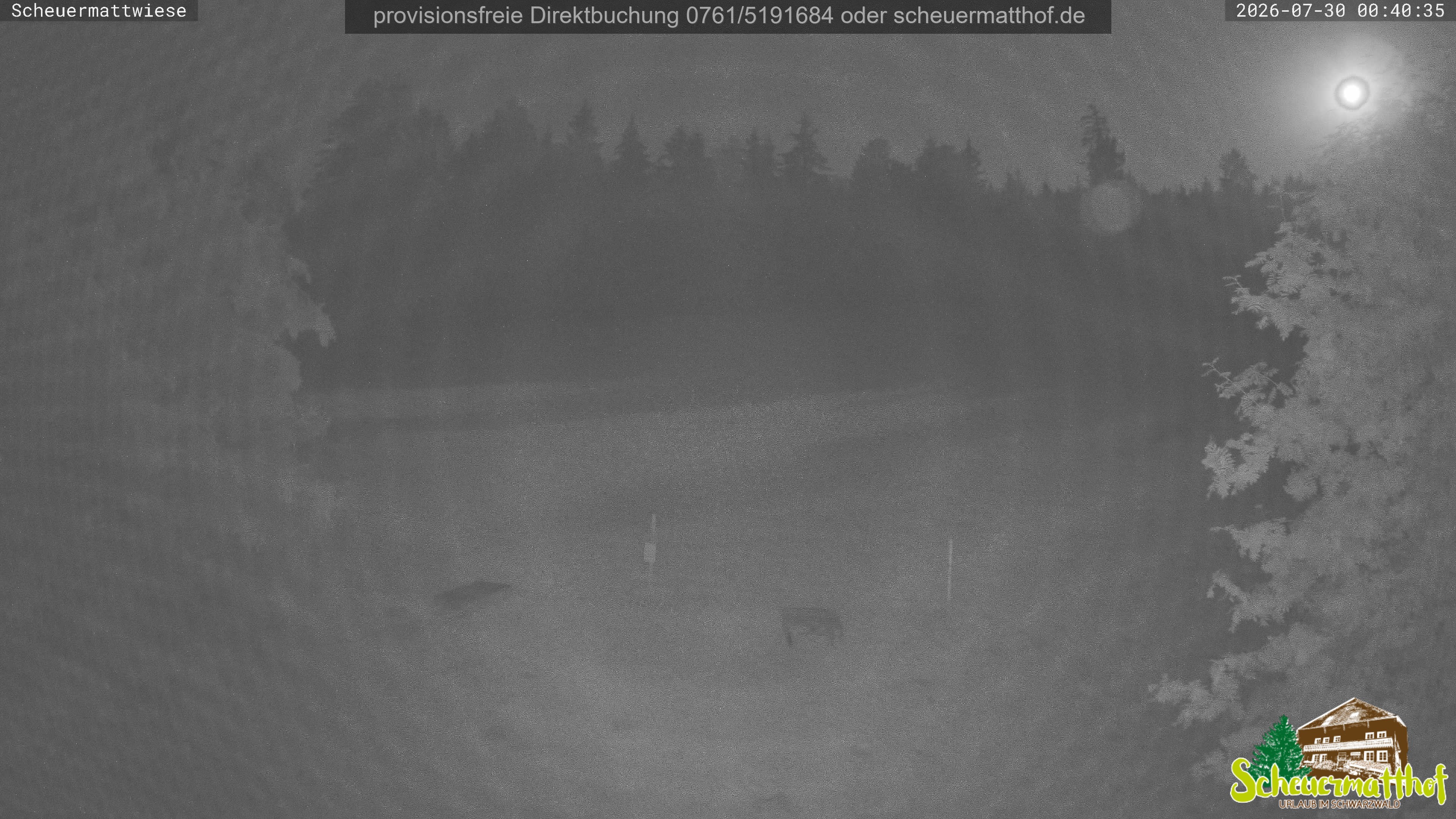 Archiv Foto Webcam Todtnauberg - Scheuermattwiese