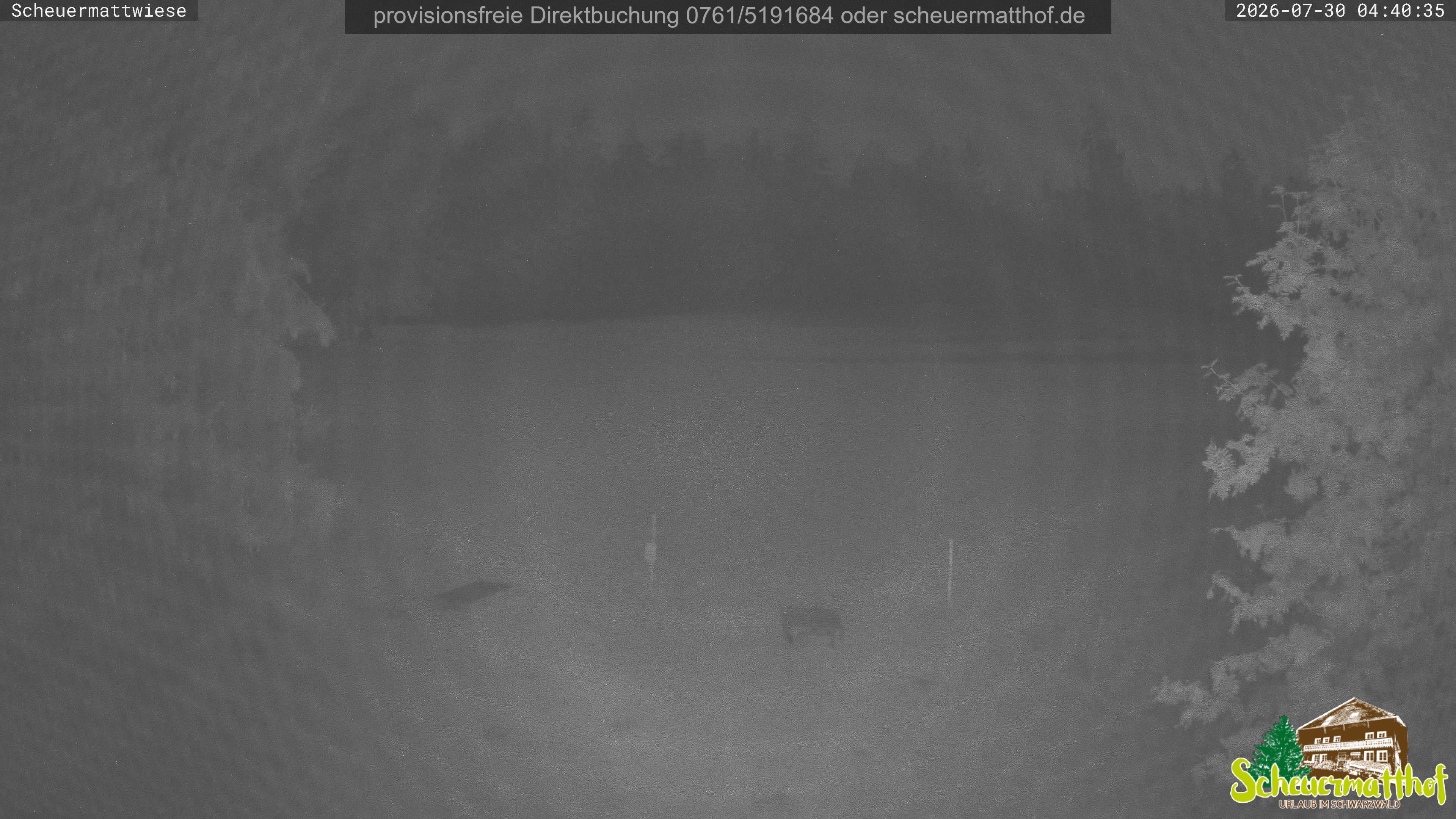 Archiv Foto Webcam Todtnauberg - Scheuermattwiese