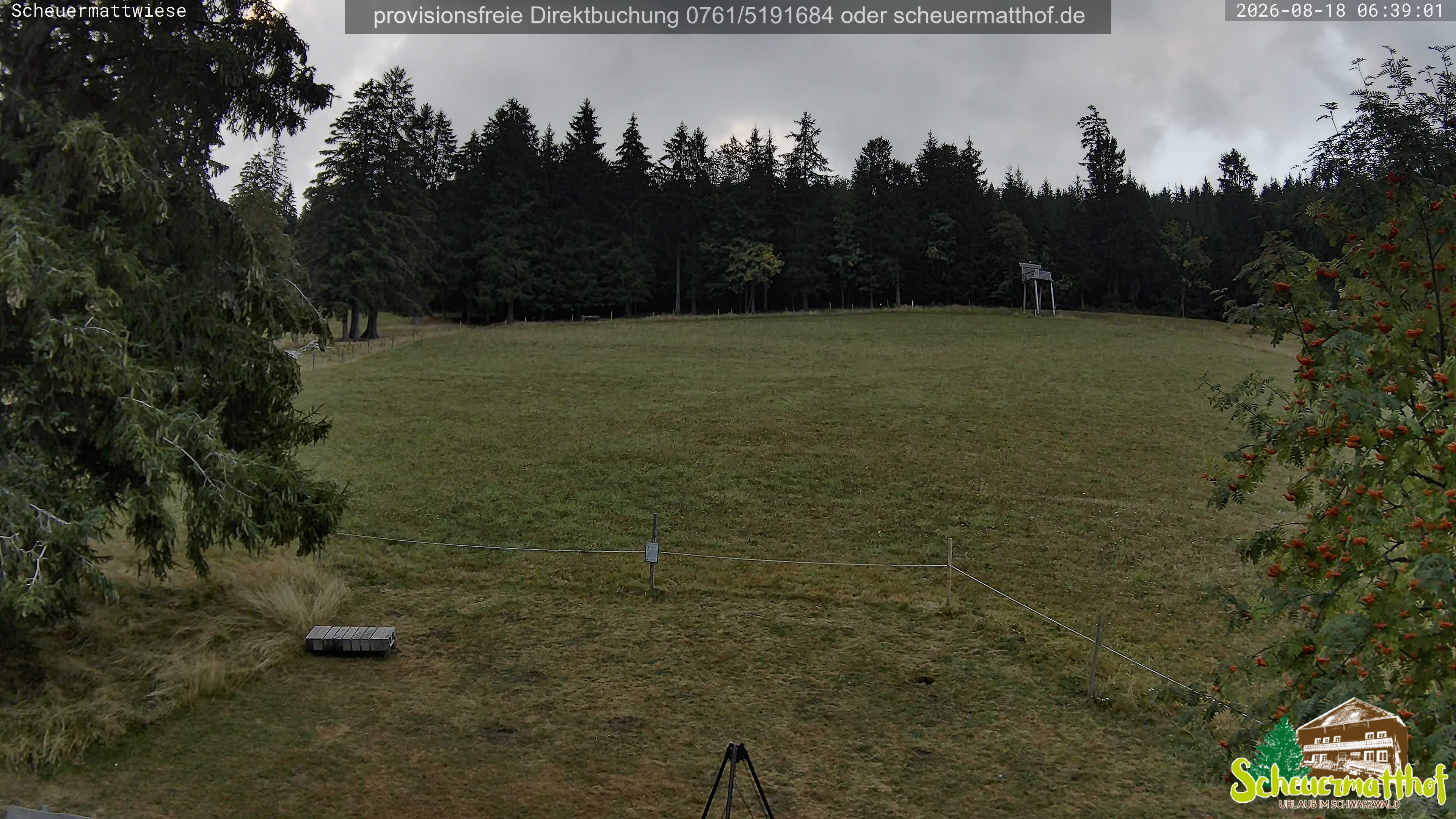 Archiv Foto Webcam Todtnauberg - Scheuermattwiese