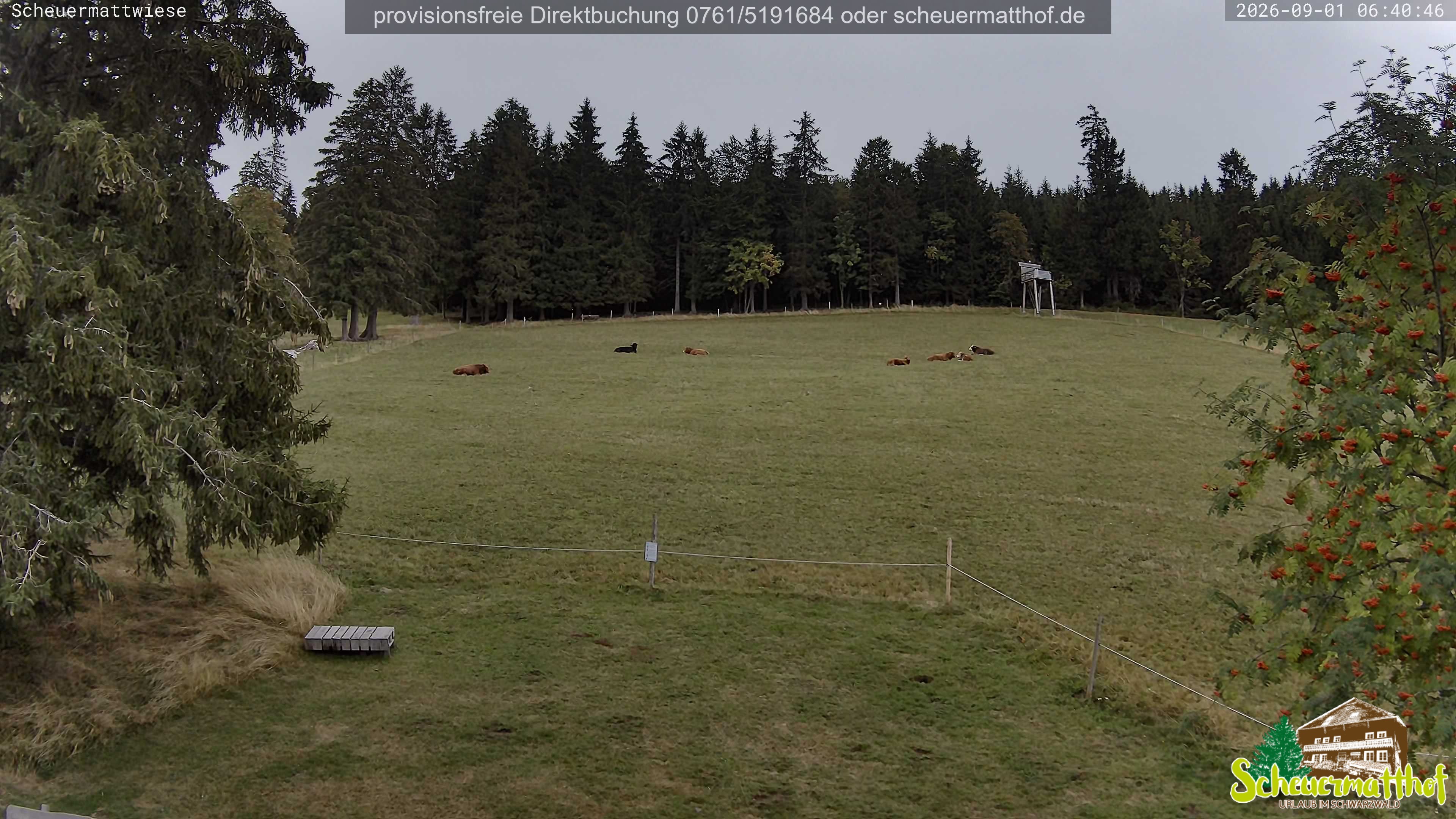 Archived image Webcam Todtnauberg - Scheuermatthof