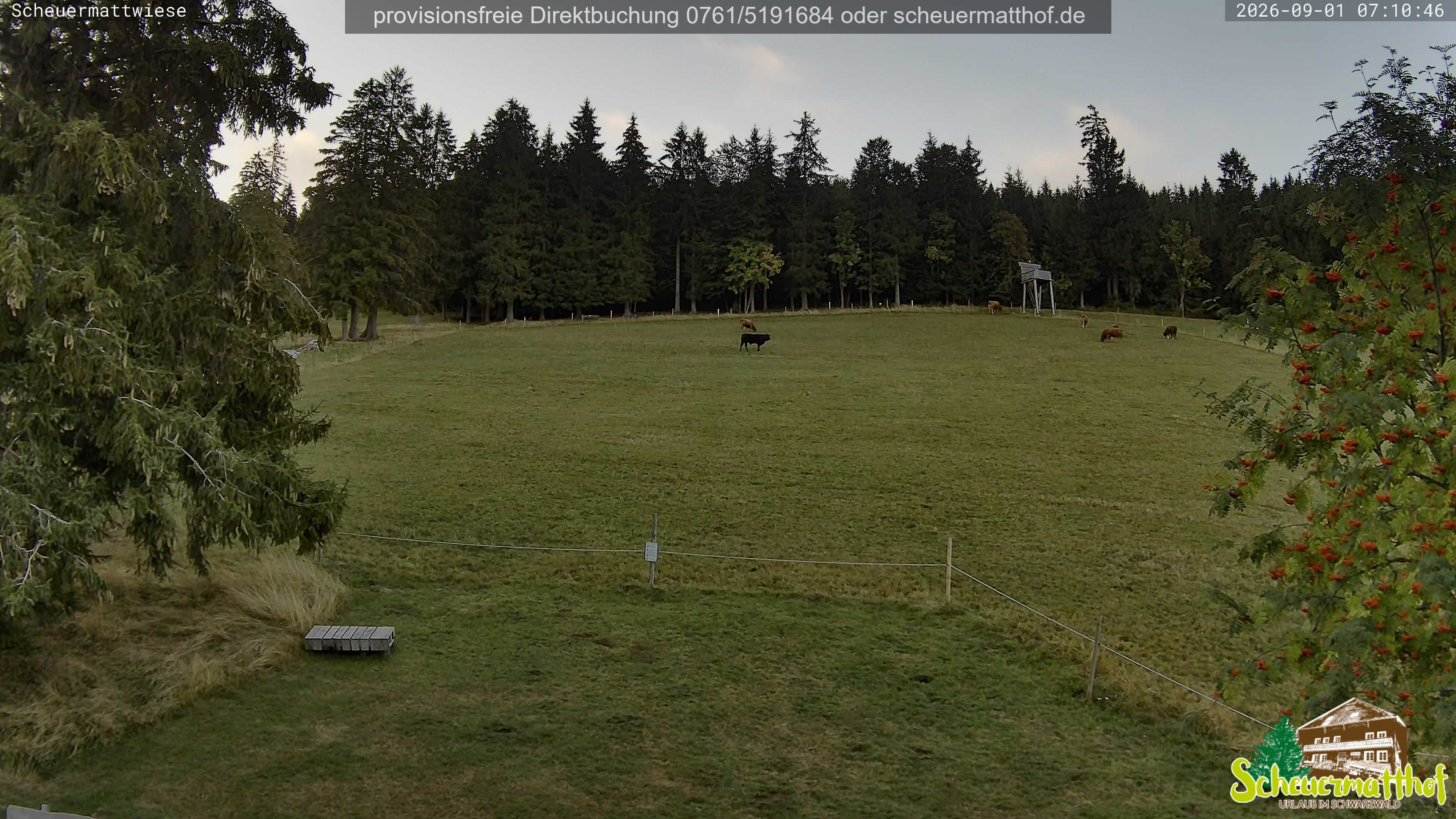 Archived image Webcam Todtnauberg - Scheuermatthof