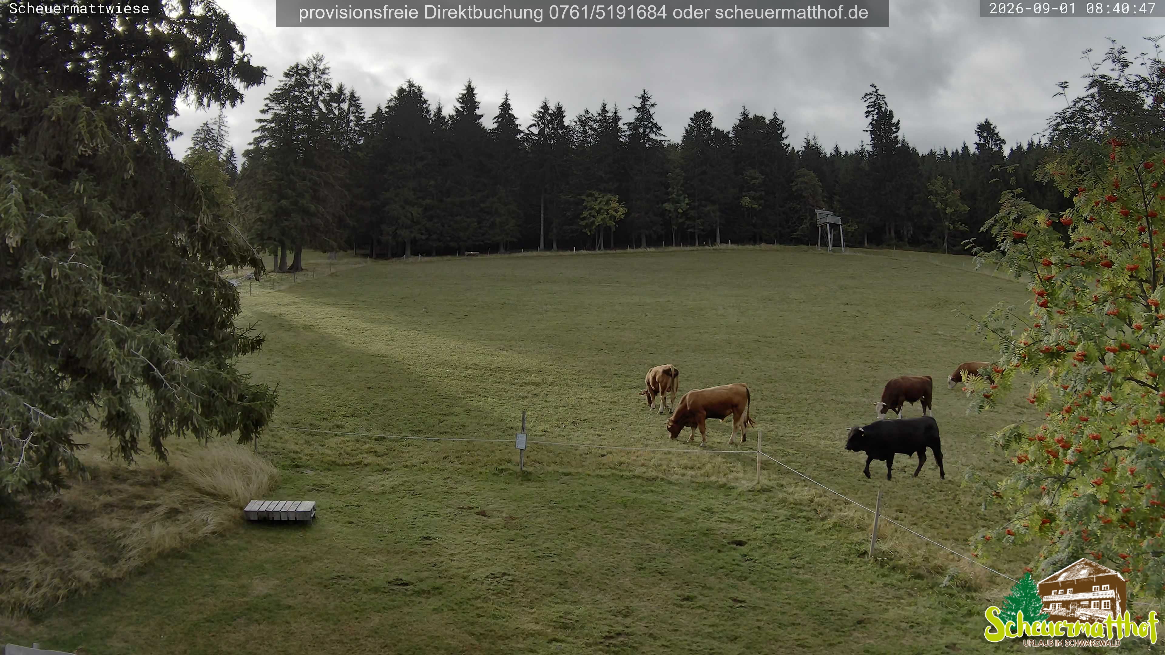 Archived image Webcam Todtnauberg - Scheuermatthof