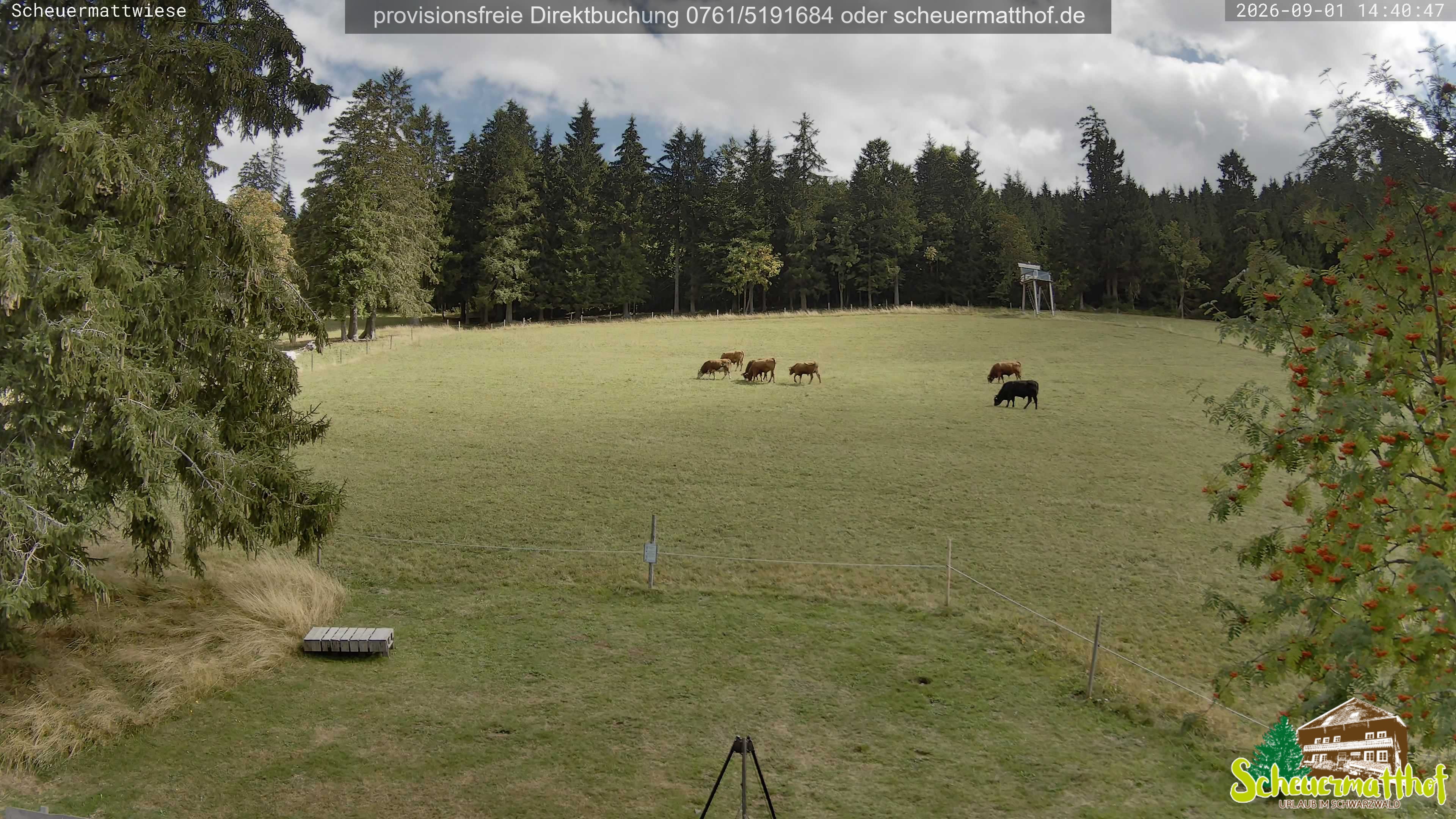 Archived image Webcam Todtnauberg - Scheuermatthof