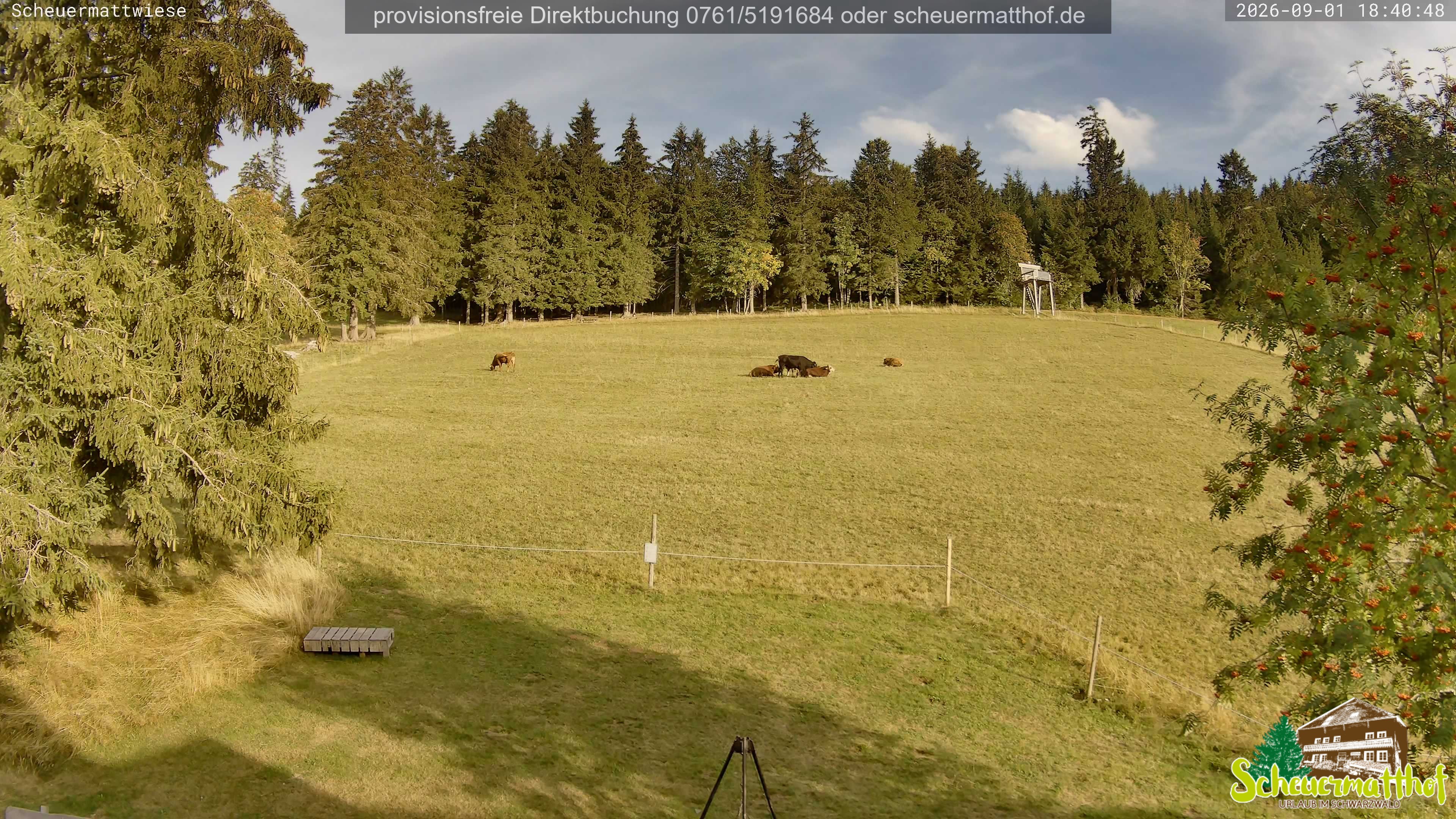 Archived image Webcam Todtnauberg - Scheuermatthof