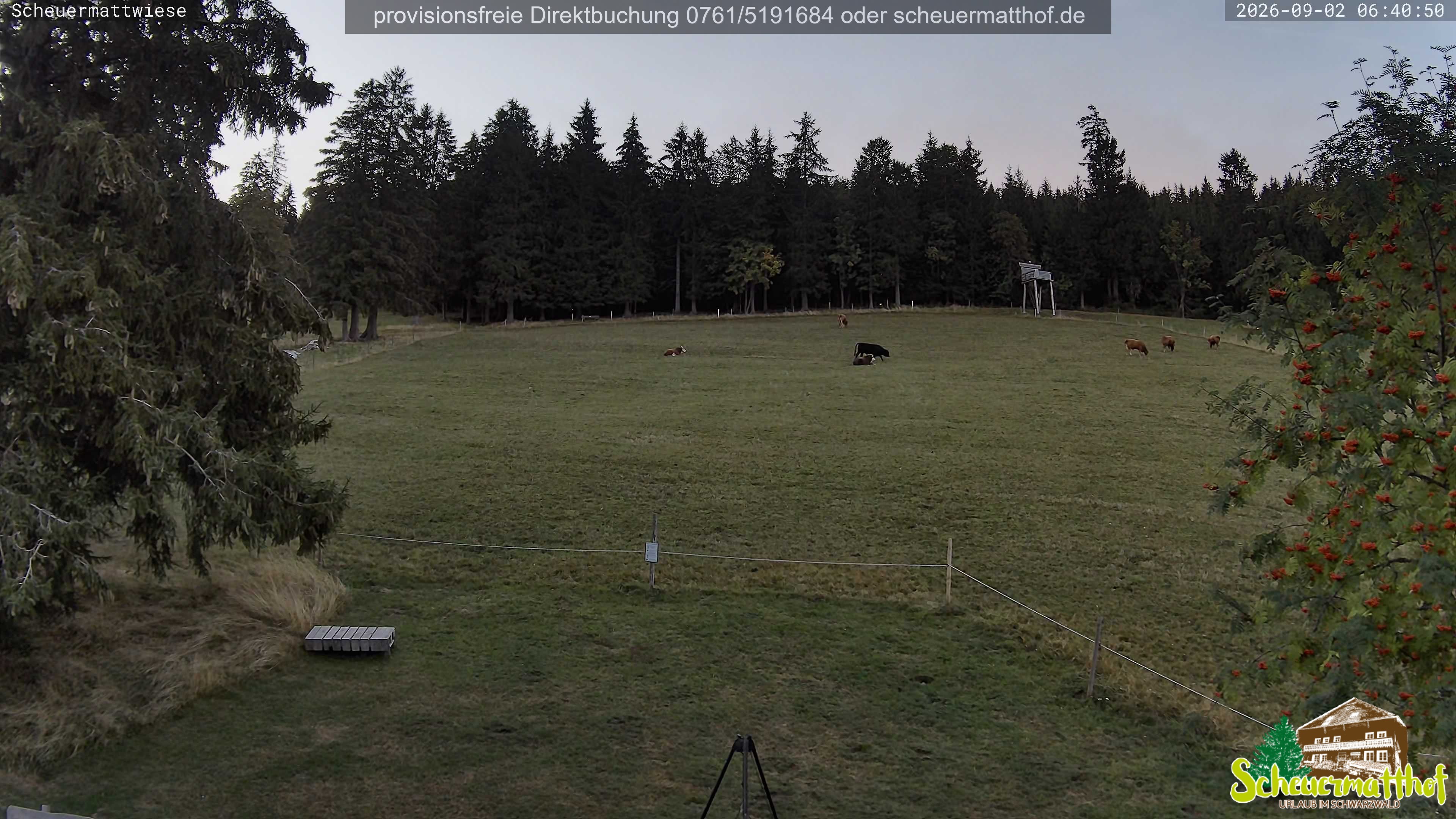 Archiv Foto Webcam Todtnauberg - Scheuermattwiese