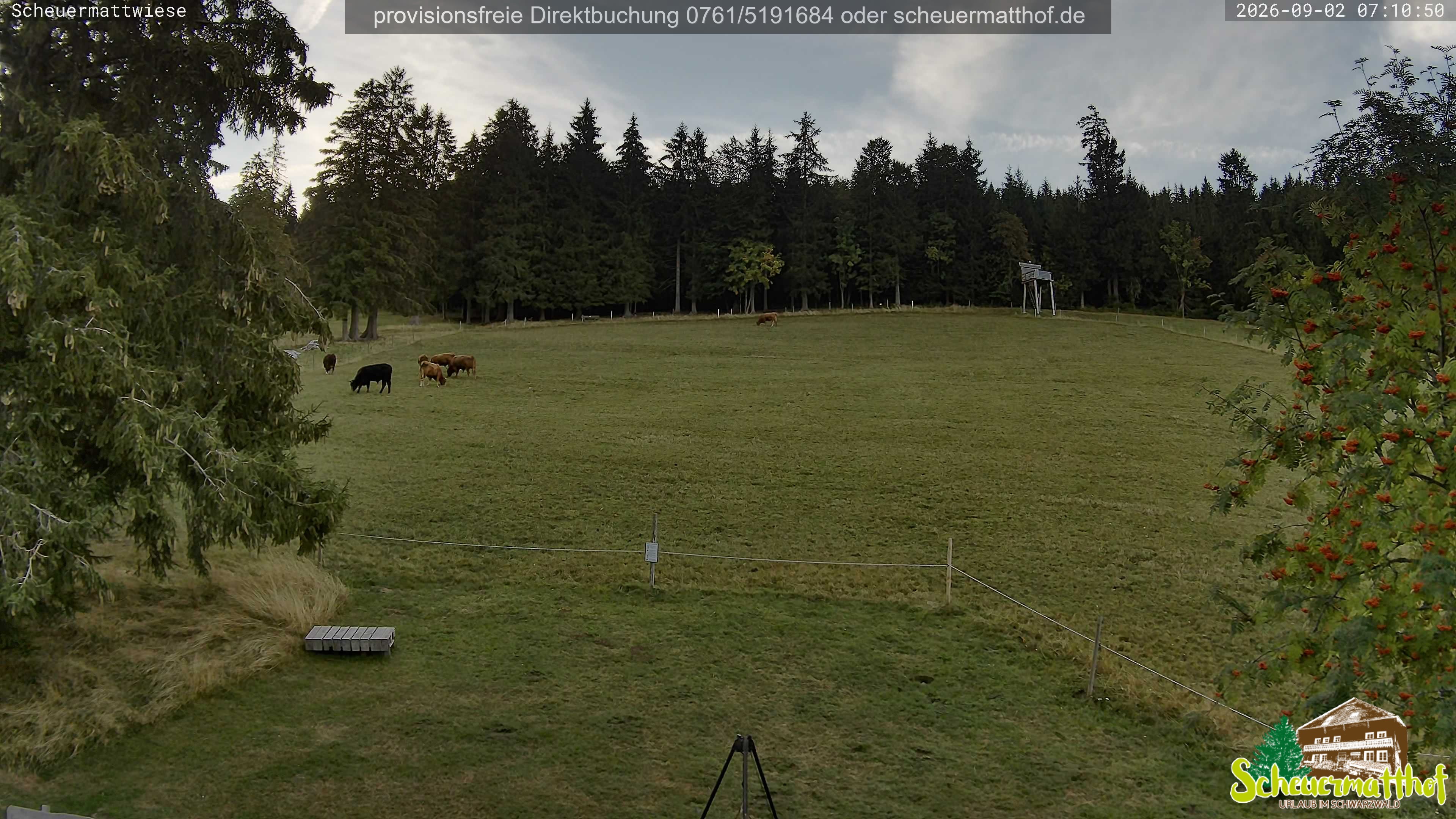Archiv Foto Webcam Todtnauberg - Scheuermattwiese