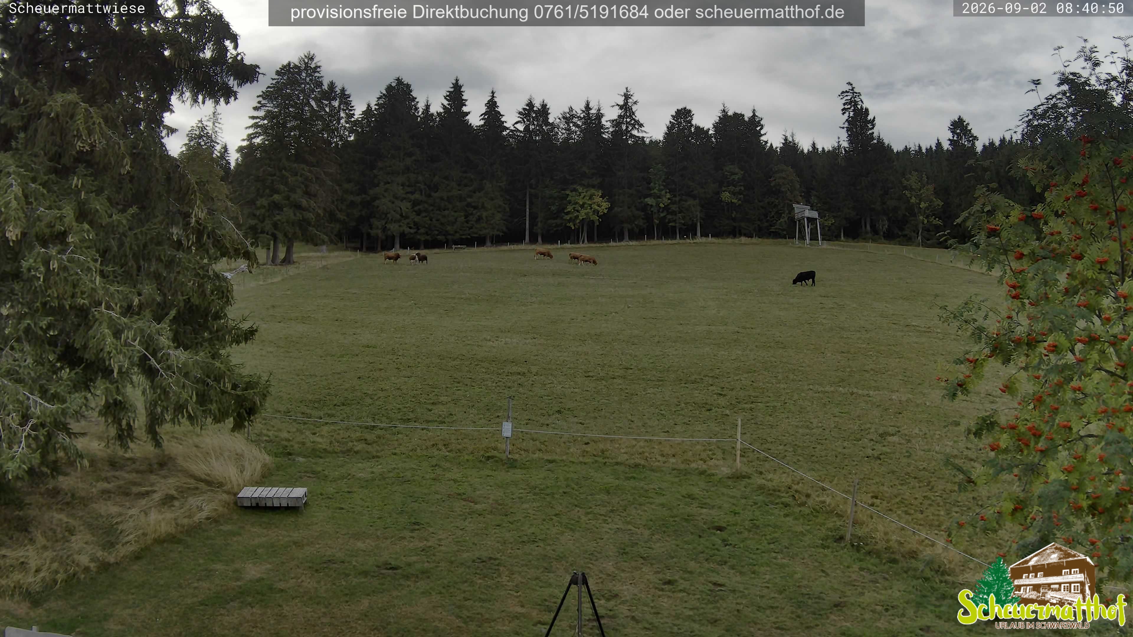 Archiv Foto Webcam Todtnauberg - Scheuermattwiese