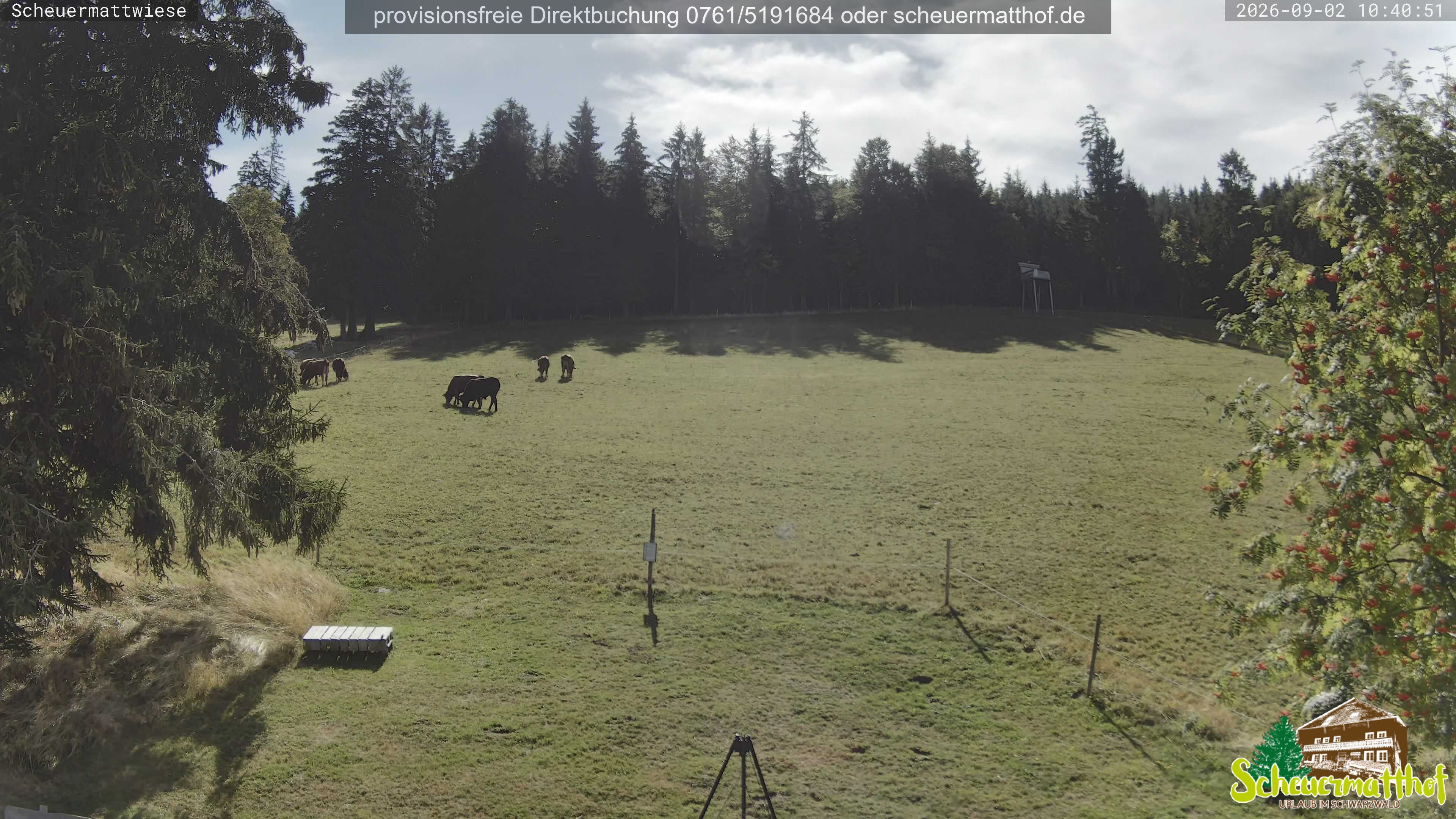 Archiv Foto Webcam Todtnauberg - Scheuermattwiese