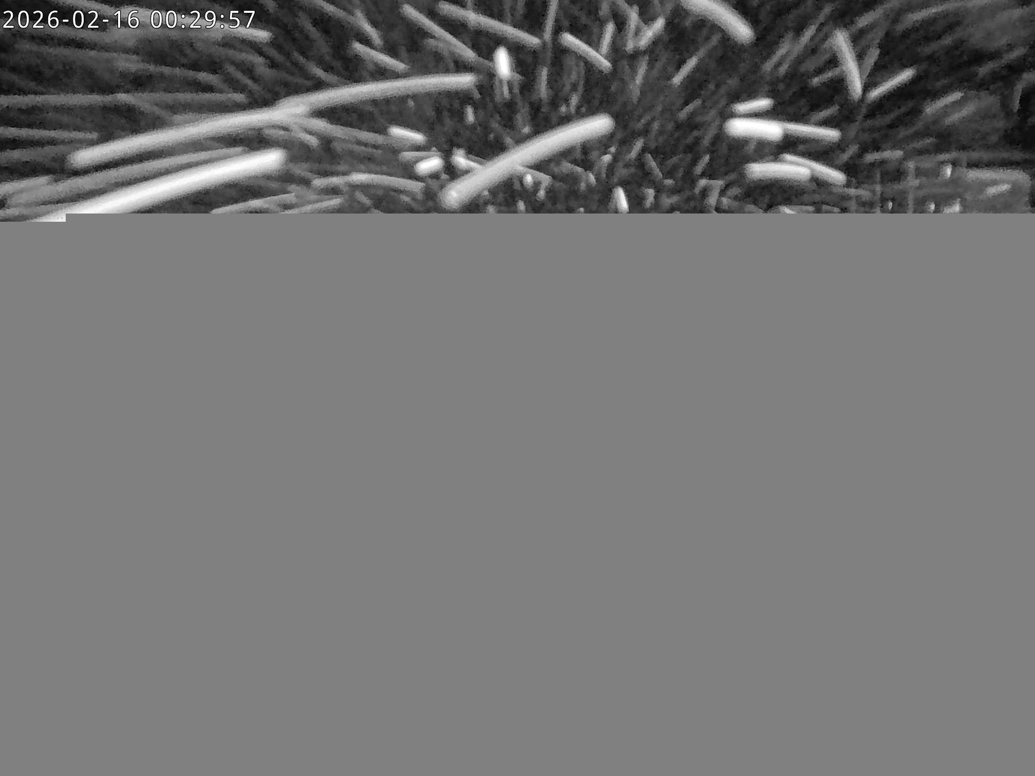 Archived image Webcam Stiealm alp