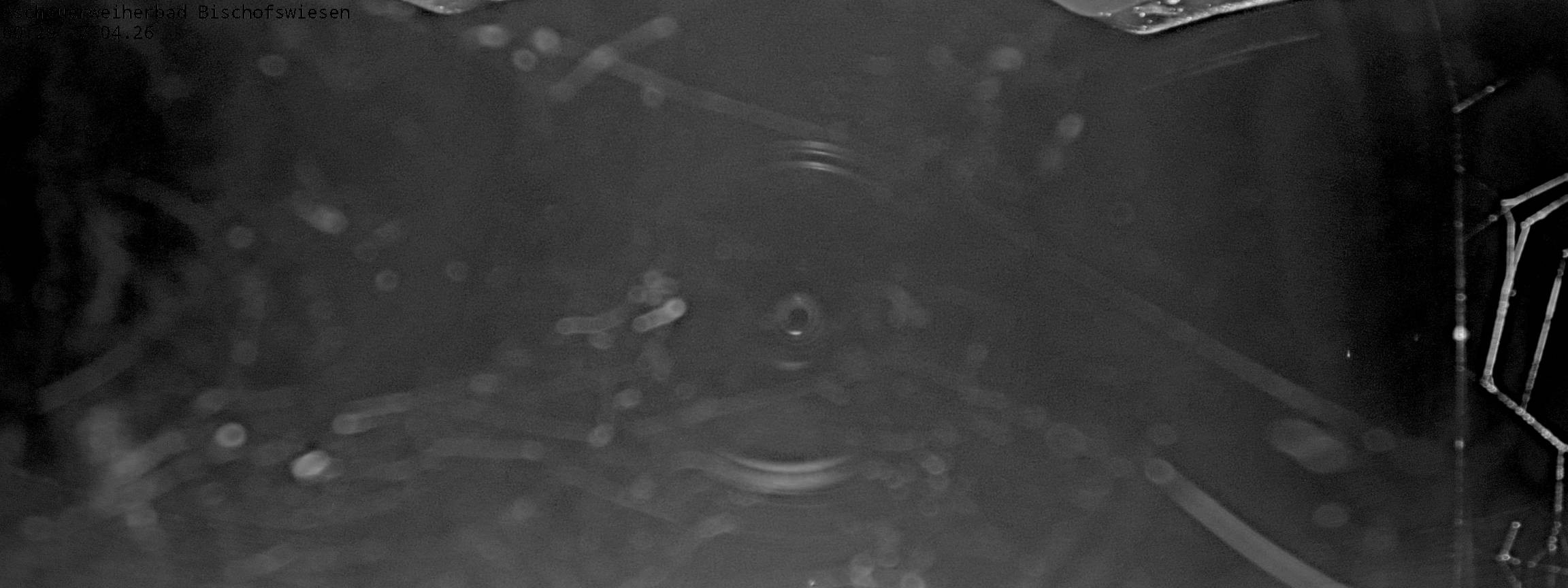 Archived image Webcam nature baths Aschauerweiher